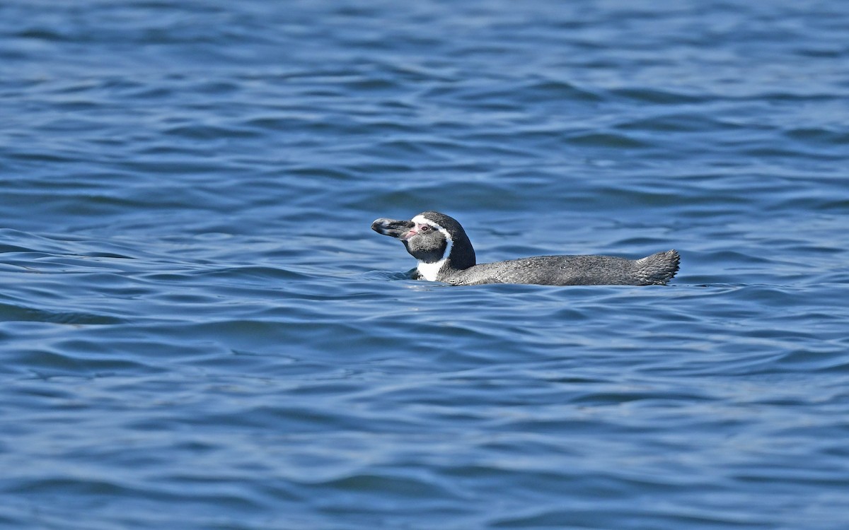 tučňák Humboldtův - ML619438174
