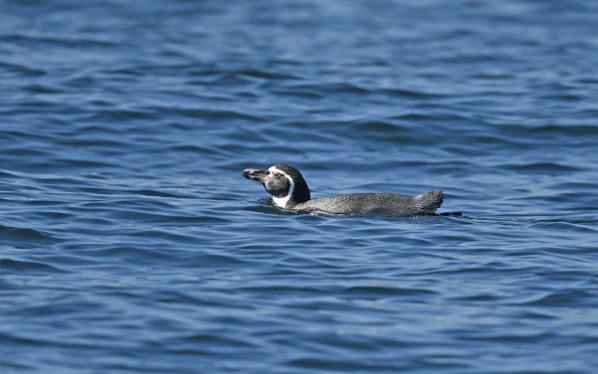 tučňák Humboldtův - ML619438176