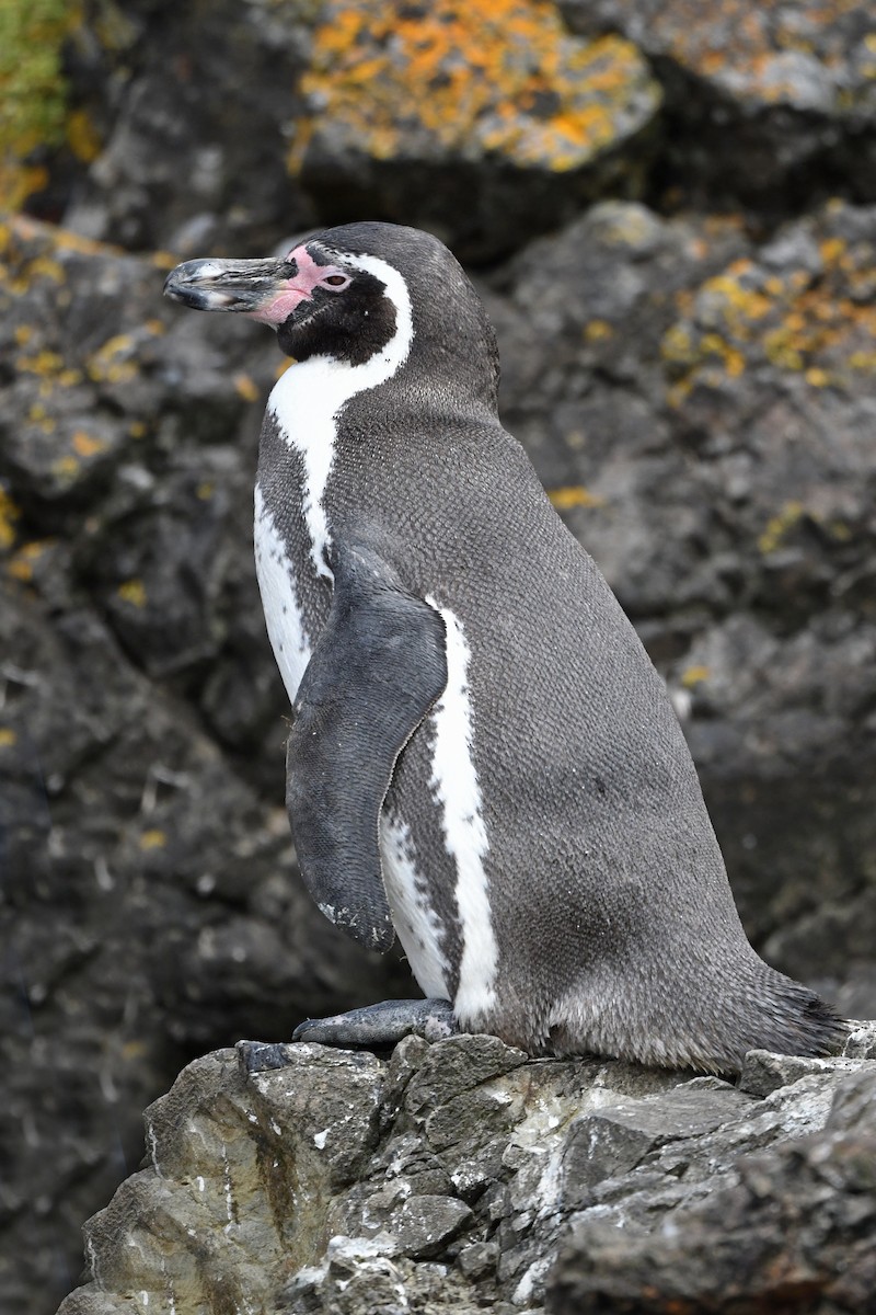 Pingüino de Humboldt - ML619438274
