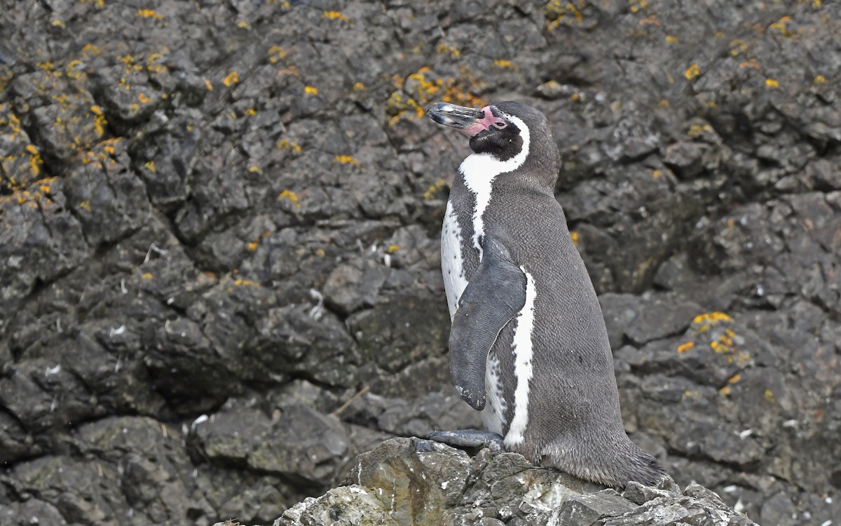 Pingüino de Humboldt - ML619438275