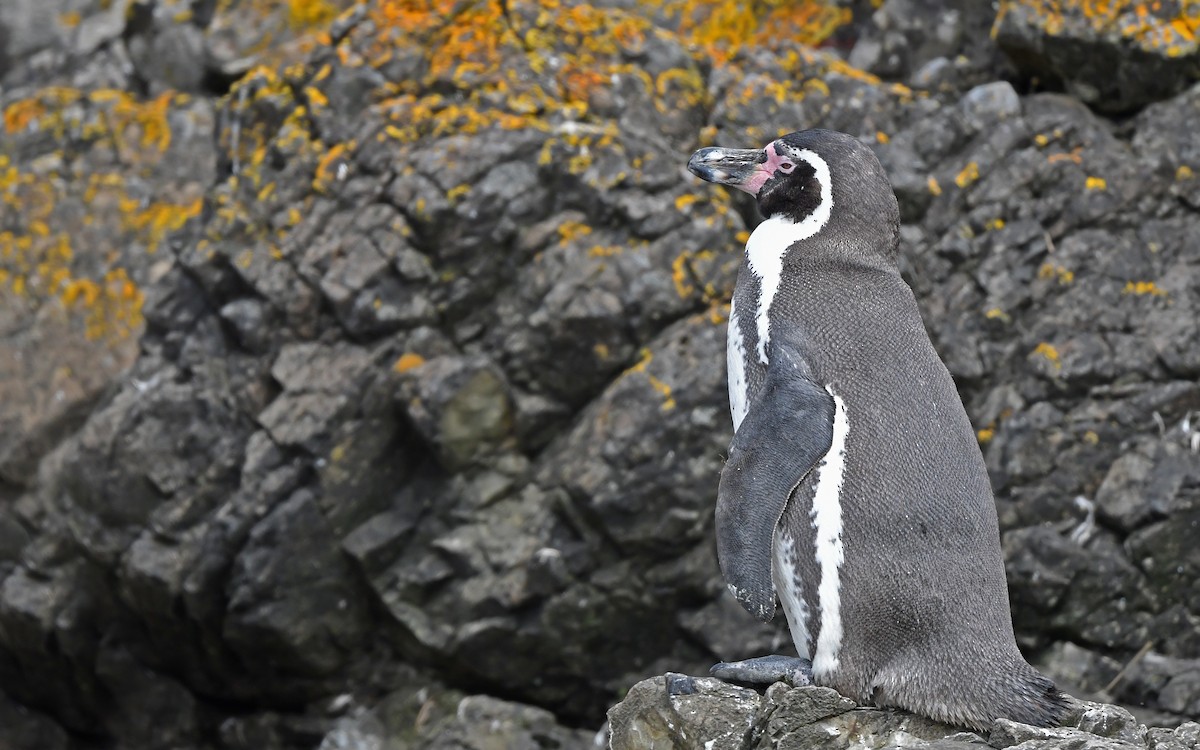 Pingüino de Humboldt - ML619438278