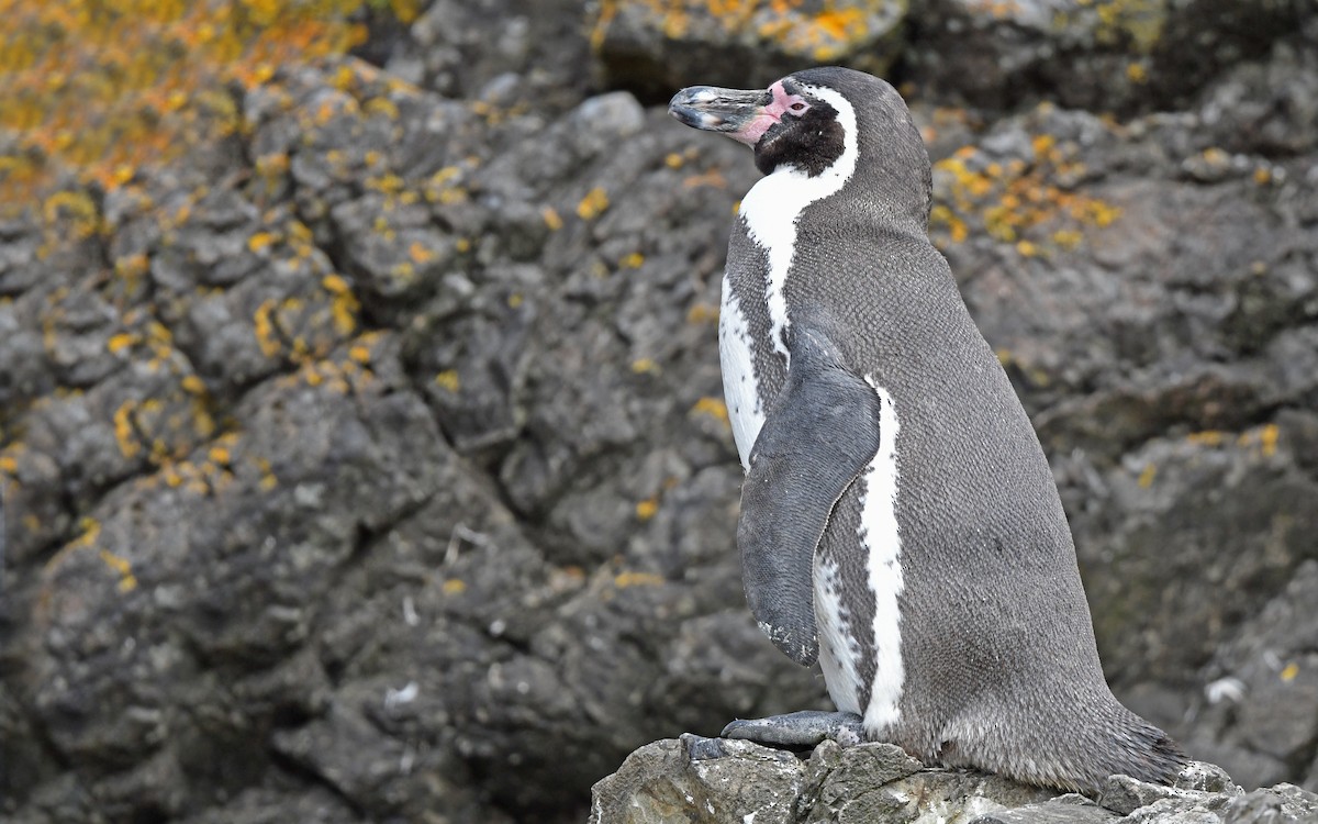 Pingüino de Humboldt - ML619438279