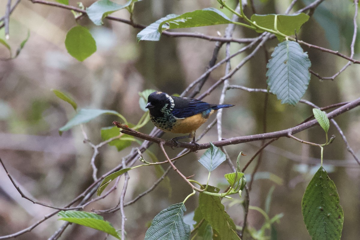 Spangle-cheeked Tanager - ML619438305