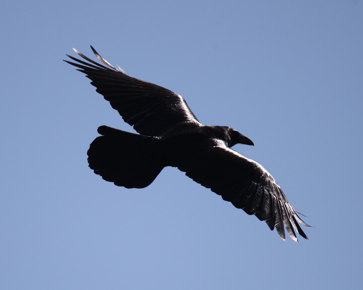 Common Raven - ML619438316