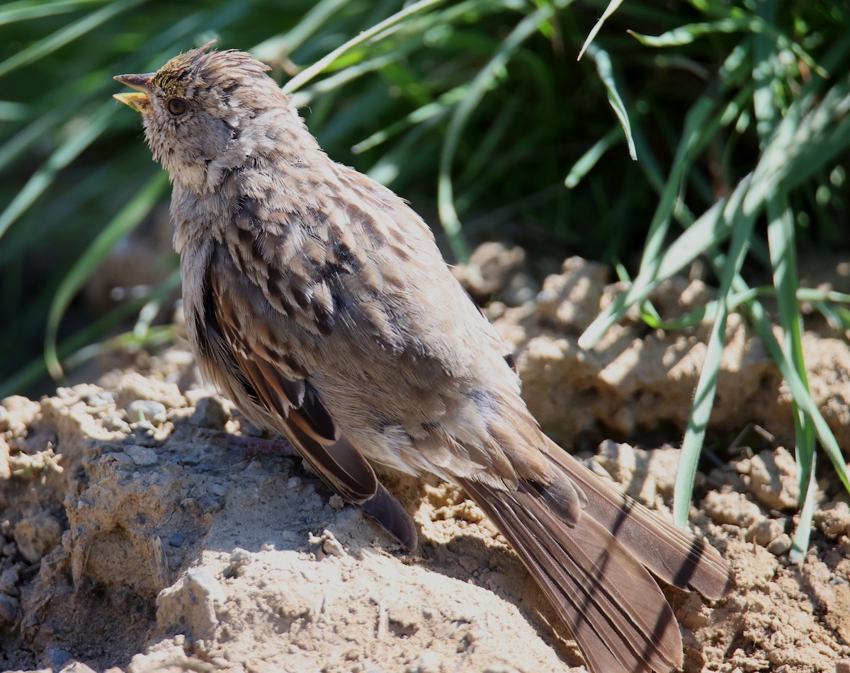 Golden-crowned Sparrow - ML619438326