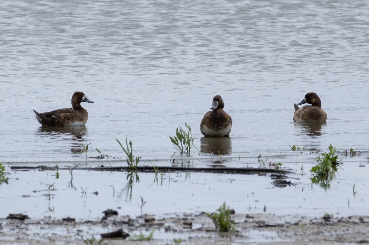 Greater Scaup - ML619438344