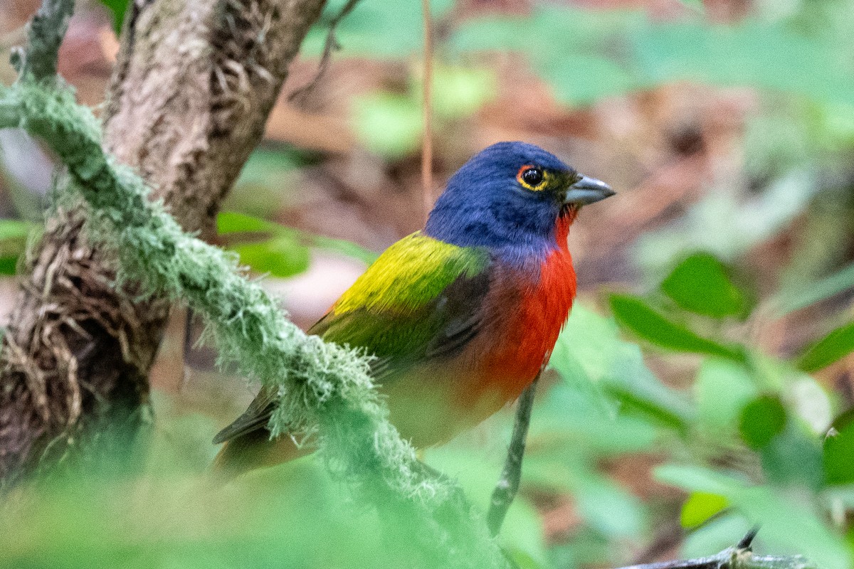 Painted Bunting - ML619438373