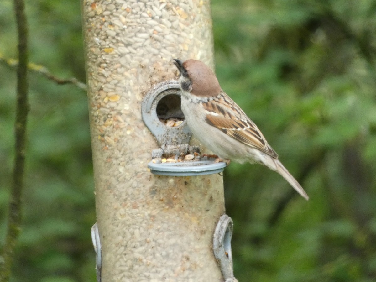 Eurasian Tree Sparrow - ML619438391