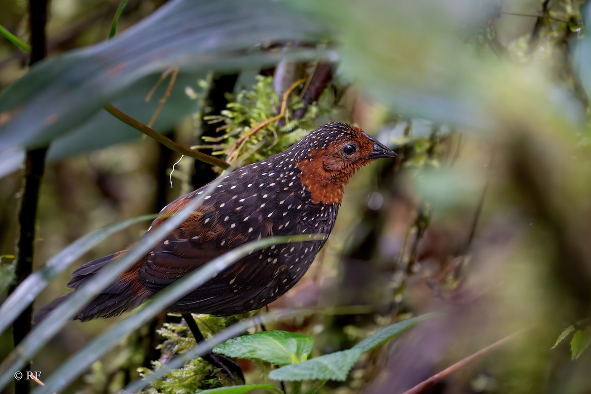 Ocellated Tapaculo - ML619438394