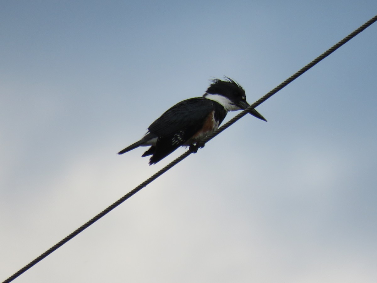 Belted Kingfisher - ML619438405
