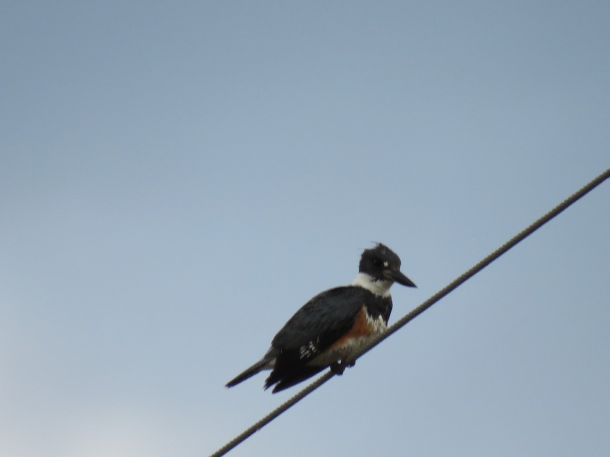 Belted Kingfisher - ML619438406