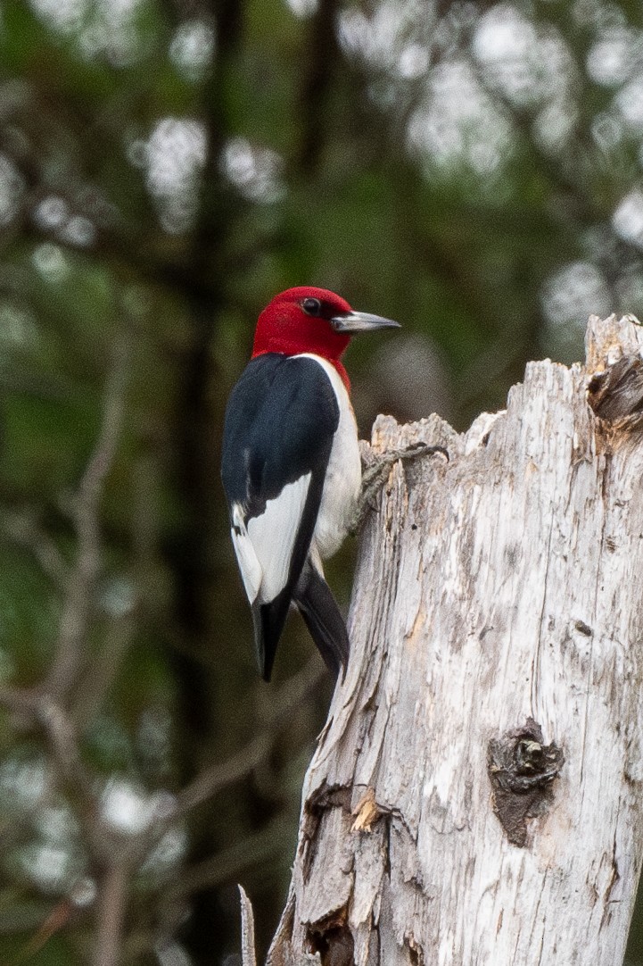 Red-headed Woodpecker - ML619438444