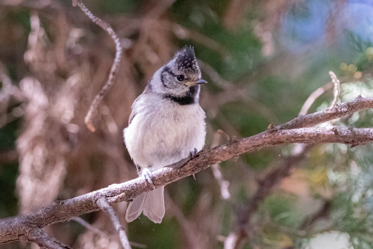 Crested Tit - ML619438468