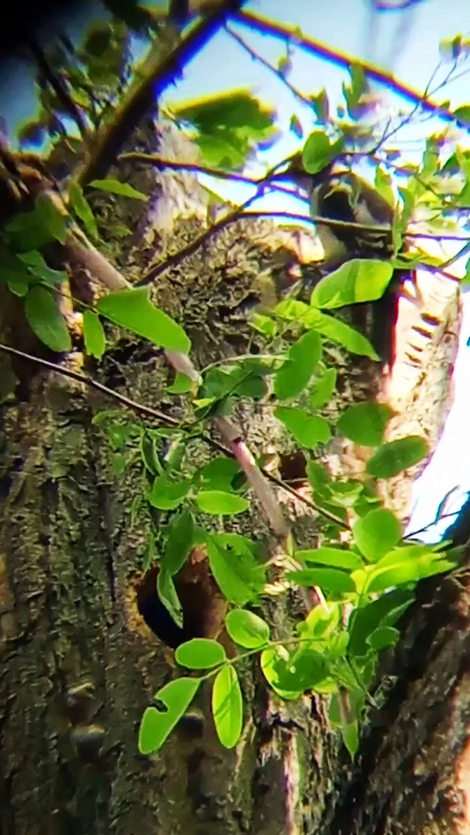 Great Spotted Woodpecker - ML619438516
