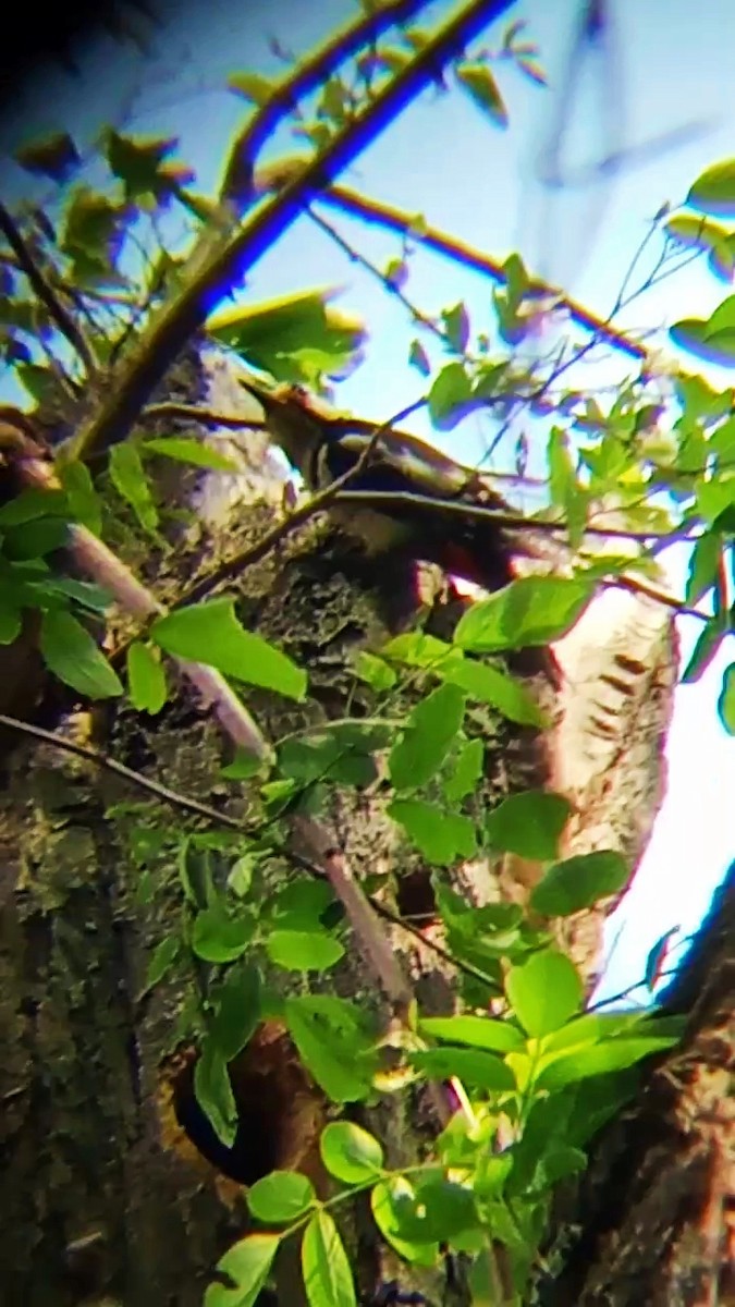 Great Spotted Woodpecker - ML619438517