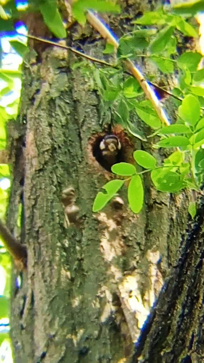 Great Spotted Woodpecker - ML619438519