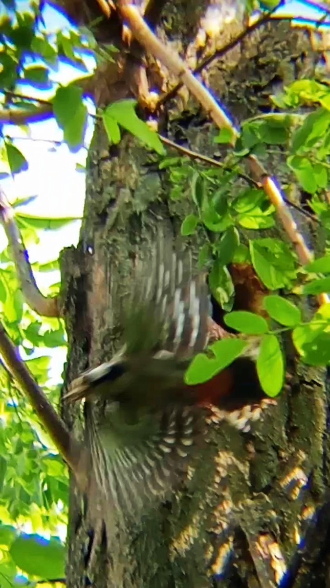 Great Spotted Woodpecker - ML619438520