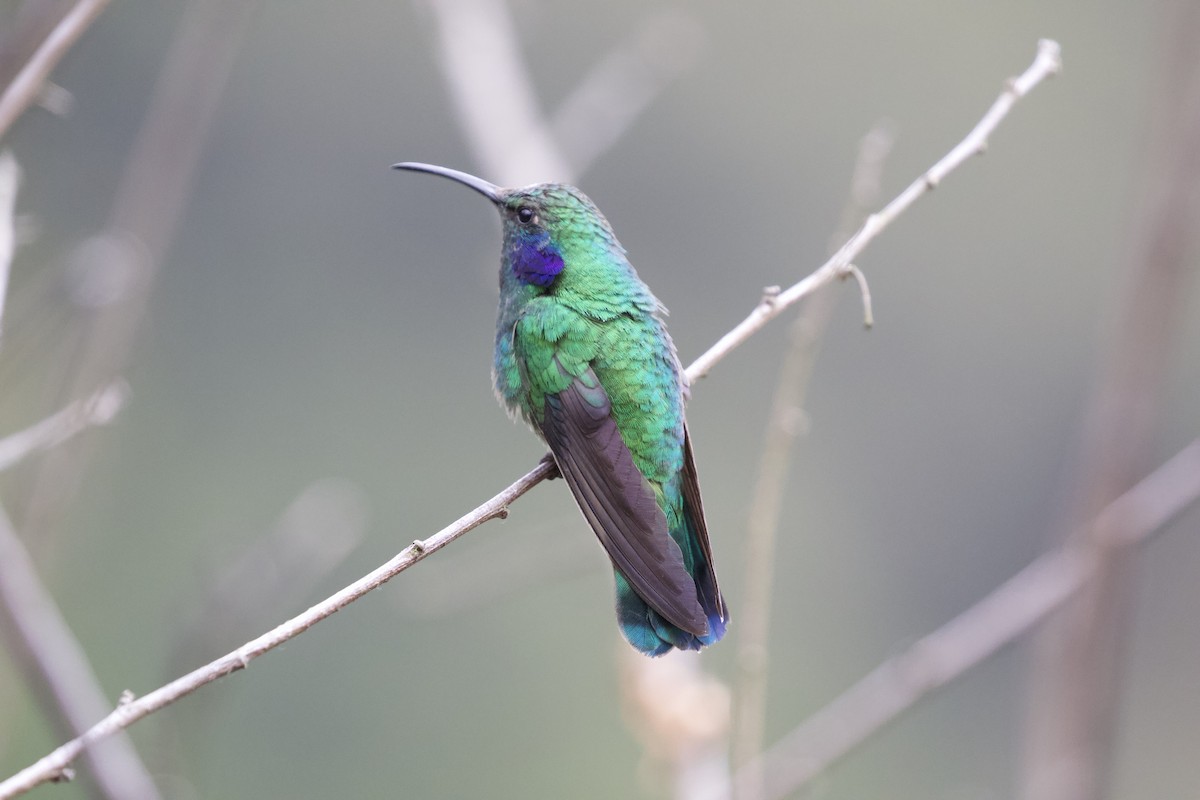 kolibřík modrouchý - ML619438536
