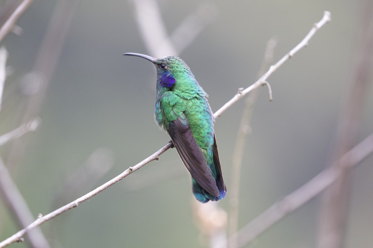 kolibřík modrouchý - ML619438537