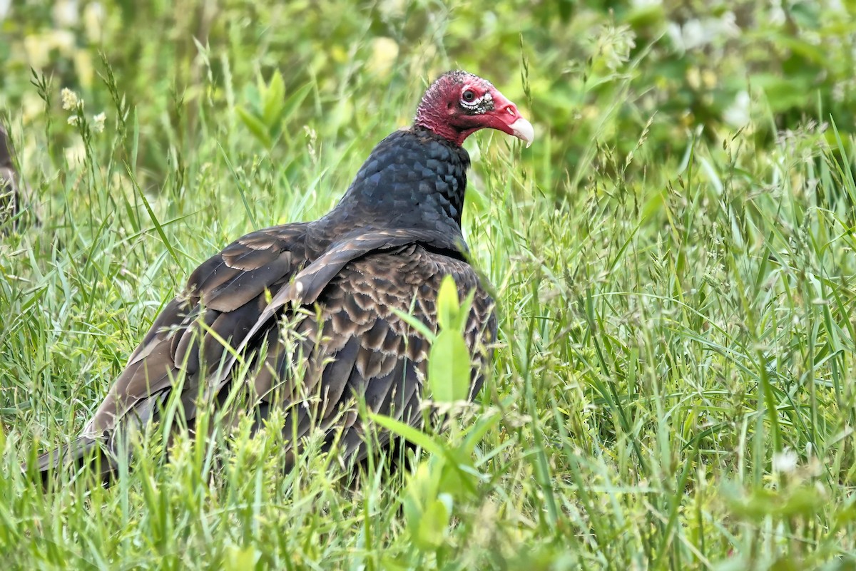 Turkey Vulture - ML619438544