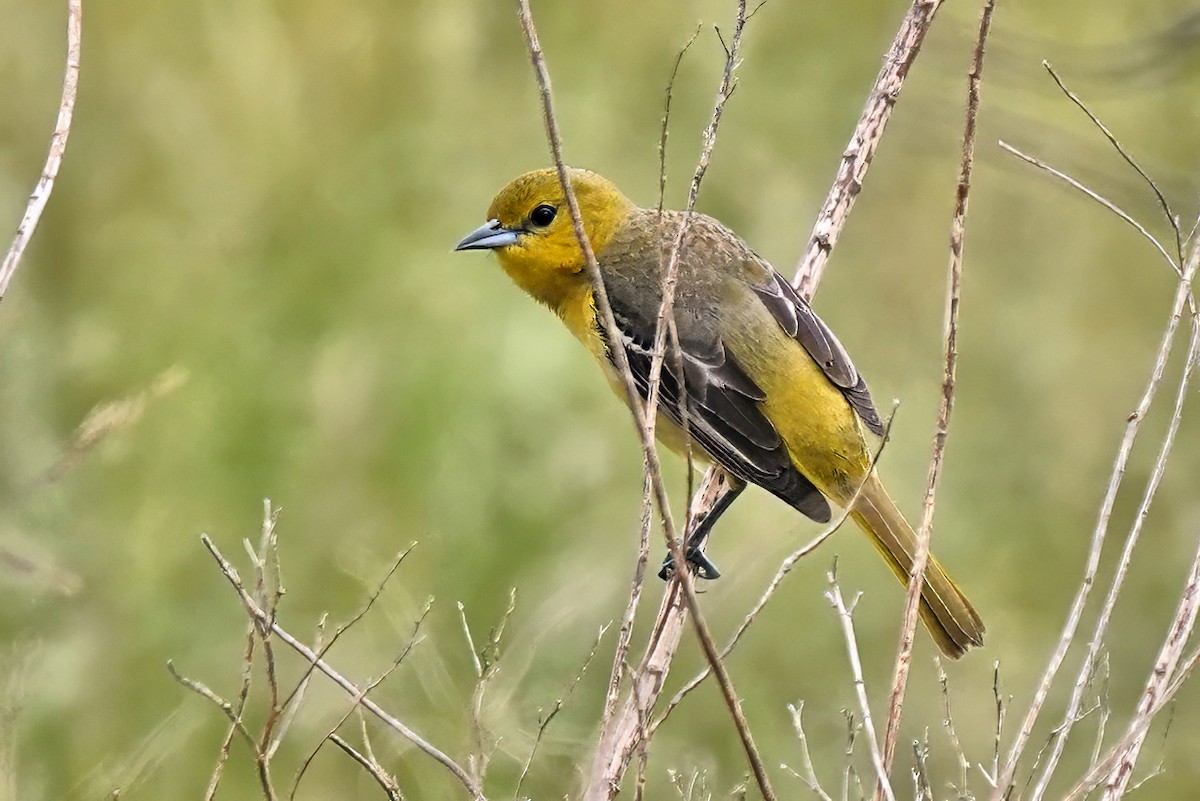 Orchard Oriole - ML619438562