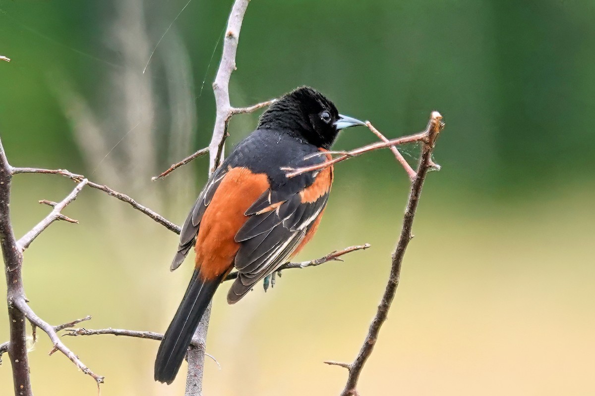 Orchard Oriole - ML619438563