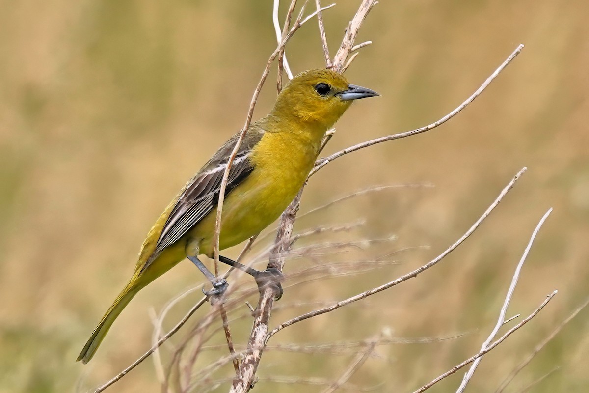 Orchard Oriole - ML619438564