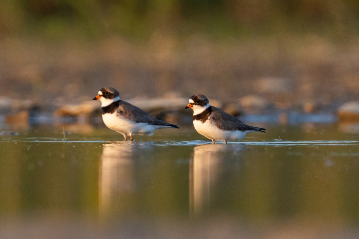 Semipalmated Plover - ML619438622