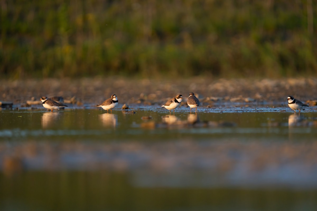 Semipalmated Plover - ML619438623