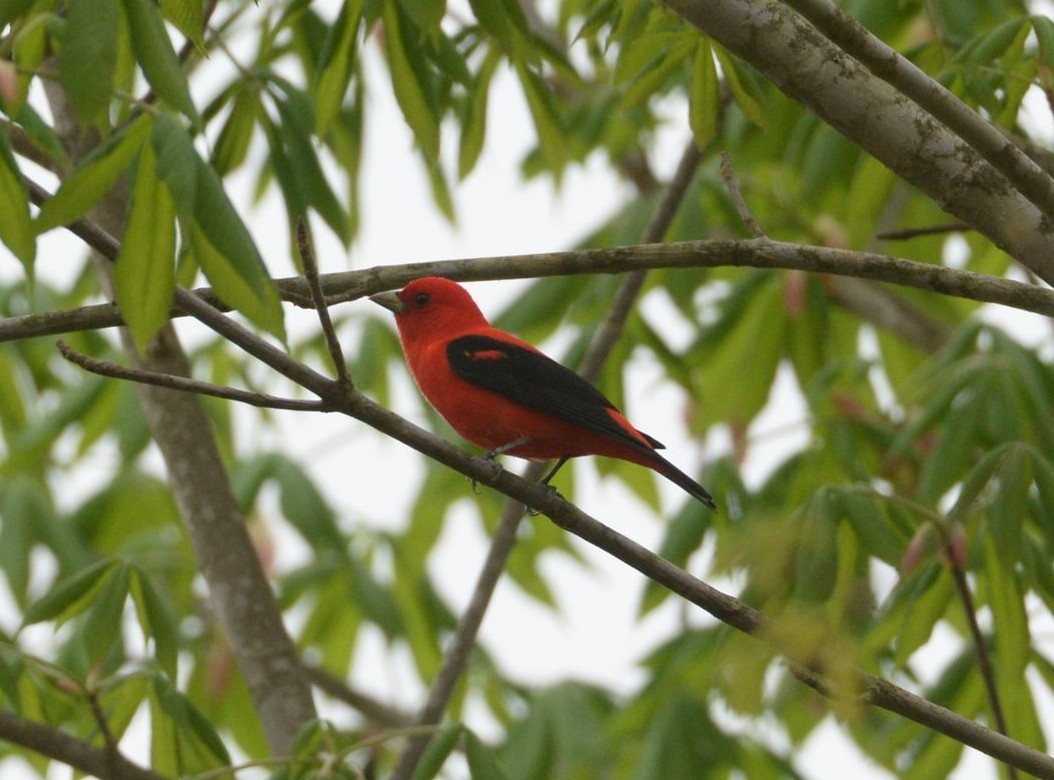 Scarlet Tanager - ML619438632