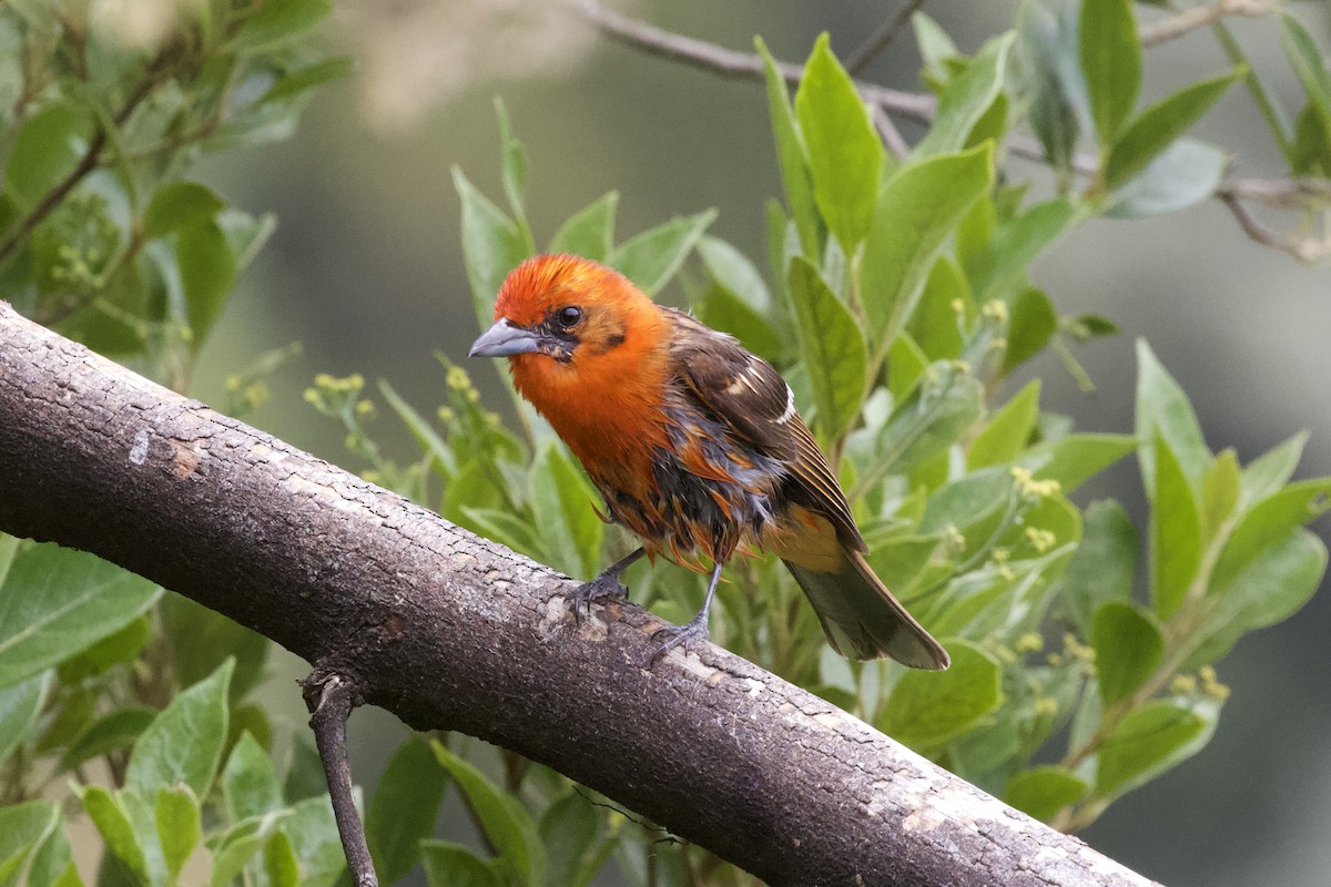 Flame-colored Tanager - ML619438648