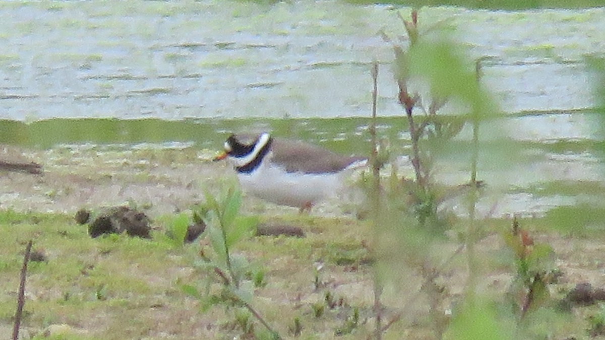 Common Ringed Plover - ML619438660