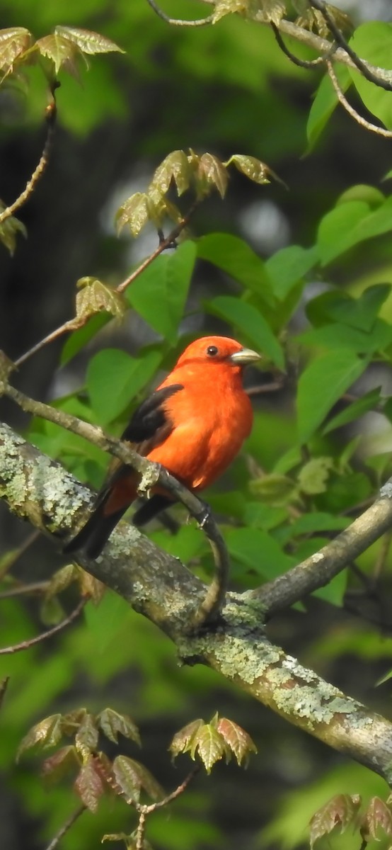 Scarlet Tanager - ML619438667