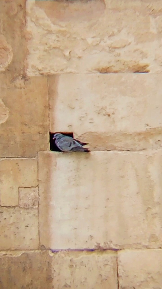 Pigeon colombin - ML619438676