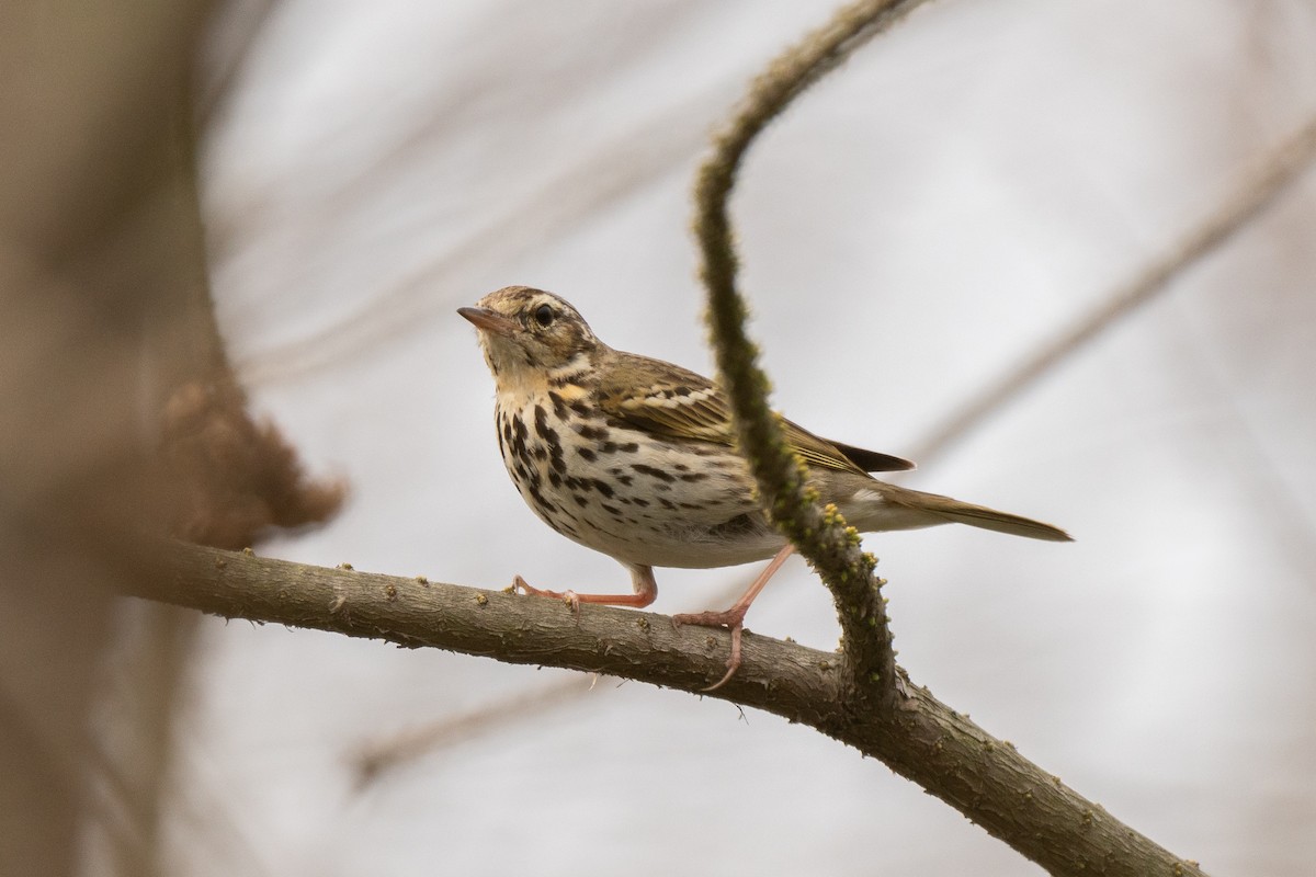 Olive-backed Pipit - ML619438694