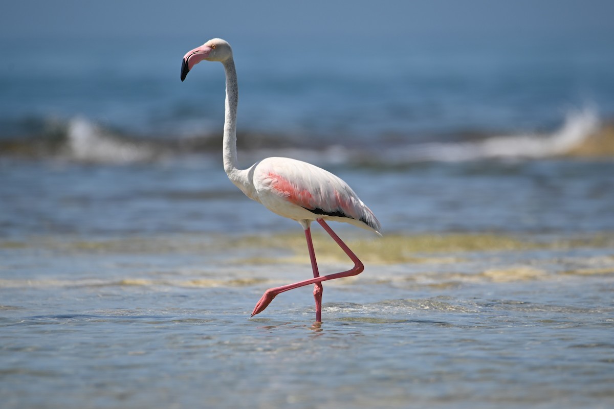 Greater Flamingo - ML619438700