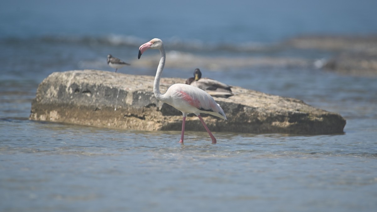 Greater Flamingo - ML619438702