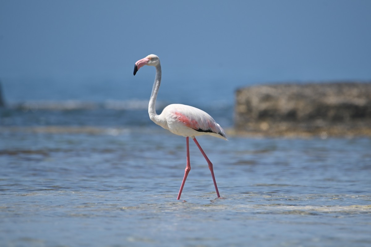Greater Flamingo - ML619438703