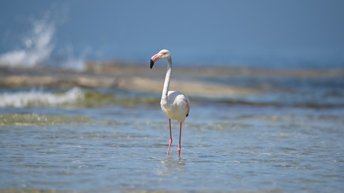 Greater Flamingo - ML619438704