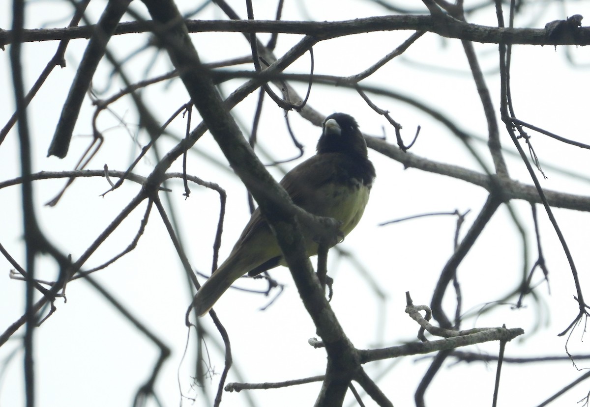 Yellow-bellied Seedeater - ML619438773