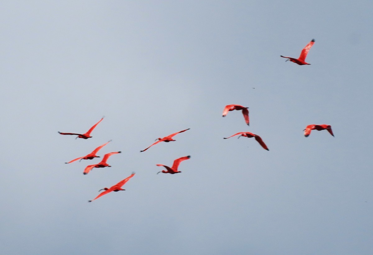 ibis rudý - ML619438774