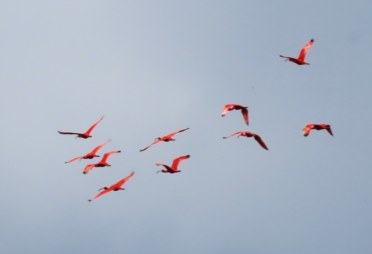 Scarlet Ibis - ML619438774