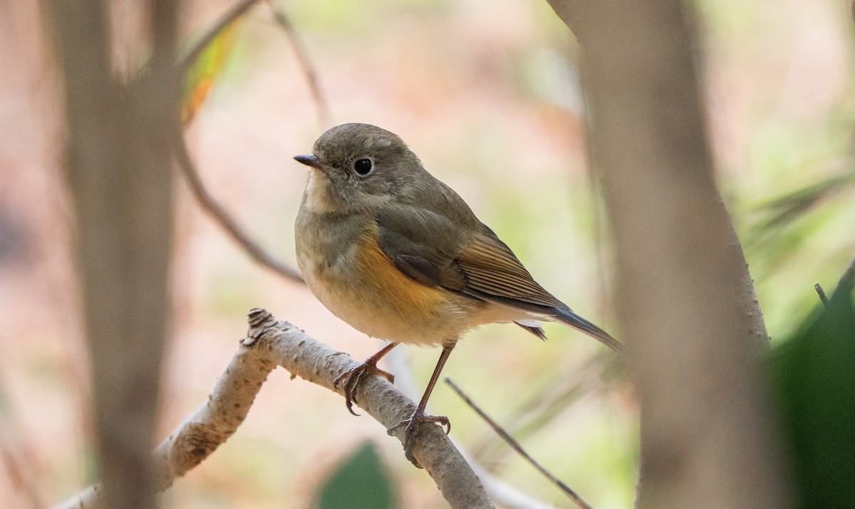 Red-flanked Bluetail - ML619438786