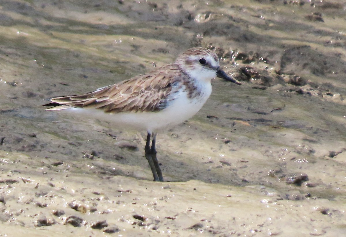 Semipalmated Sandpiper - ML619438796