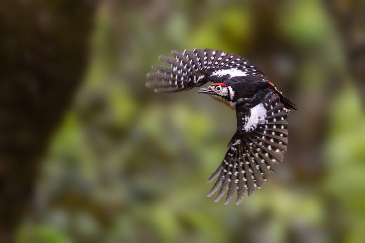 Himalayan Woodpecker - ML619438826