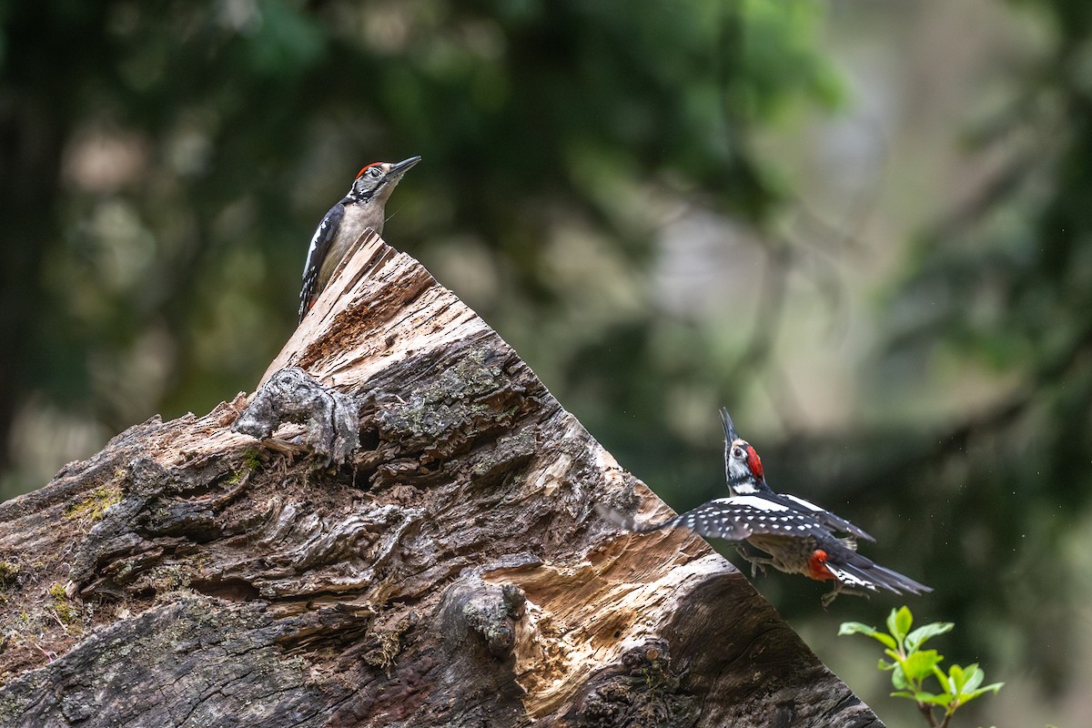 Himalayan Woodpecker - ML619438829