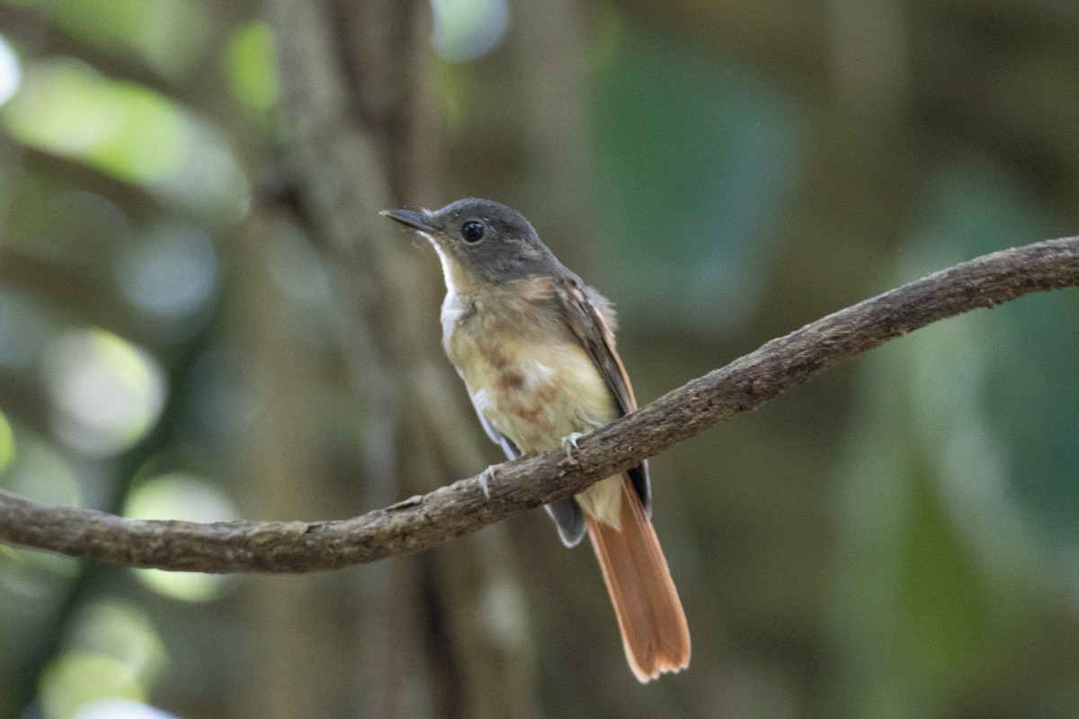 Fulvous-chested Jungle Flycatcher - ML619438849