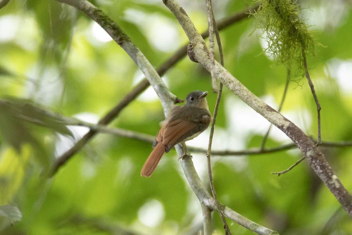 Fulvous-chested Jungle Flycatcher - ML619438850