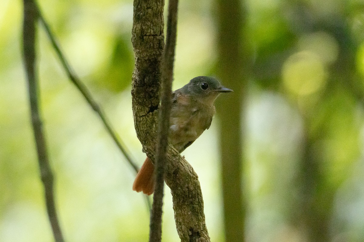 Fulvous-chested Jungle Flycatcher - ML619438851