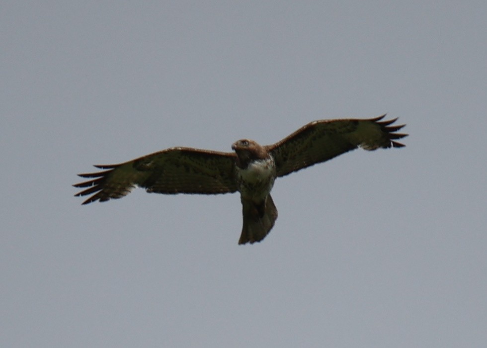 Red-tailed Hawk - ML619438853